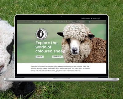 Image of Black and Coloured Sheep Association website with background image of a sheep